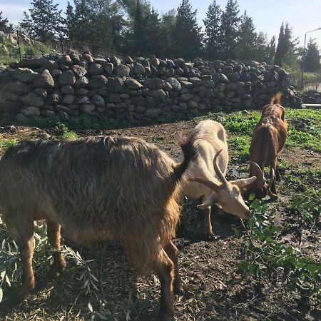 Natura-Eco Farm Экстерьер фото