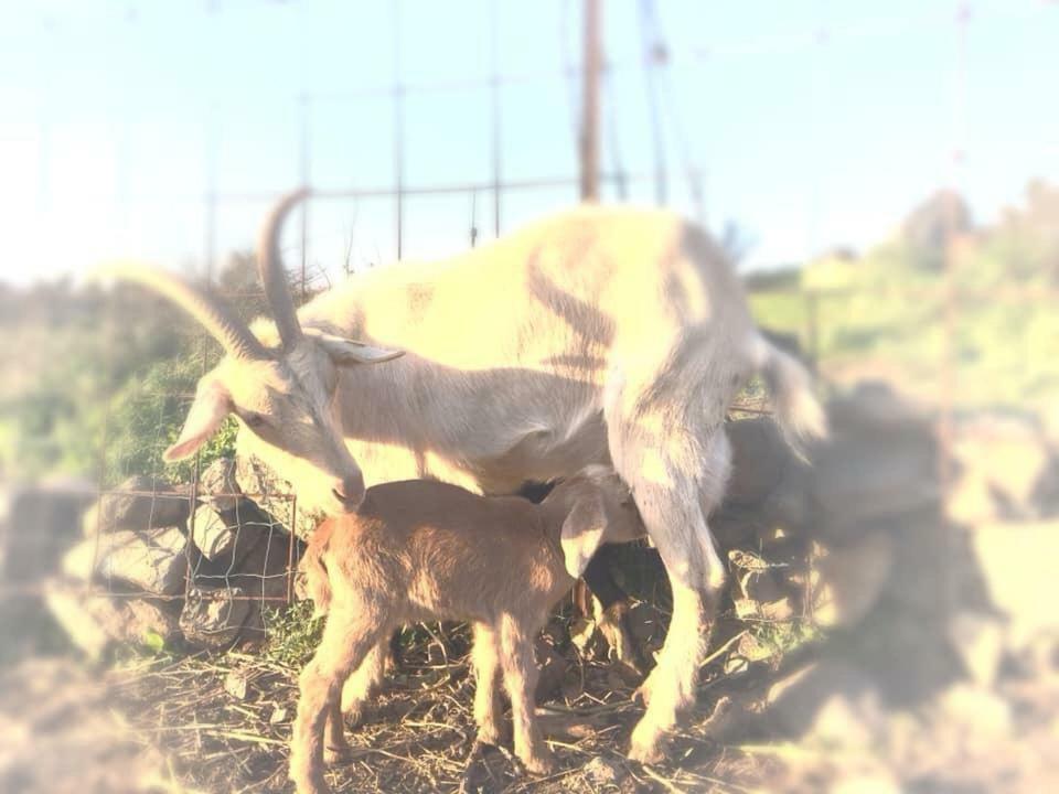 Natura-Eco Farm Экстерьер фото