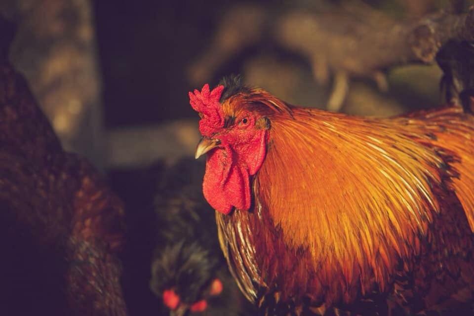 Natura-Eco Farm Экстерьер фото